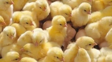 تحديث اليوم أسعار الكتاكيت البيضاء في السوق الثلاثاء